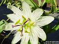 2004-0804PassionFlower