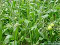 2004-0804sweetcorn