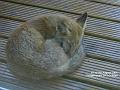 2004-0806Fox