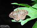 2004-0807Butterfly