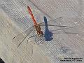 2004-0807dragonfly