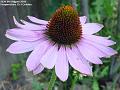 2004-0808flower
