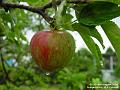 2004-0810Apple