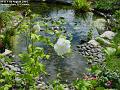 2004-0811hibiscus