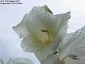 2004-0813gladdi