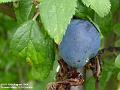 2004-0815damson