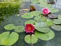 2004-0819waterlilies