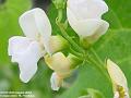 2004-0820RunnerBeans