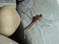 2004-0828darter