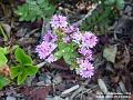 2004-0903Hebe
