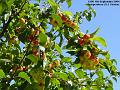 2004-0904crabapples