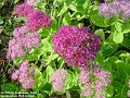 2004-0906Flower