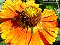 2004-0908arthurflowers
