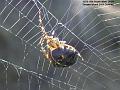 2004-0909spider
