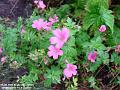2004-0910Geranium