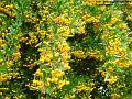 2004-0912cotonisaster