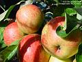 2004-1007apples