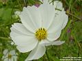 2004-1009whitecosmos