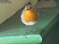 2004-1011robin