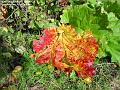 2004-1014rhubarb