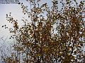 2004-1025birch