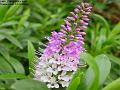 2004-1027flower