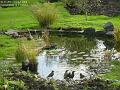 2004-1028pond