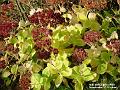 2004-1030deadflower