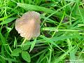 2004-1031toadstool