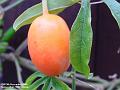 2004-1205passionfruit
