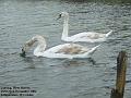 2004-1222widewaterswans