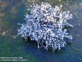 2004-1226frostyplant
