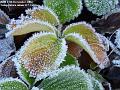 2004-1227strawberries