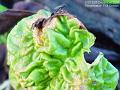 2004-1230rhubarb