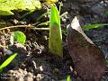 2005-0103dafbuds