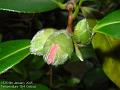 2005-0105camelia
