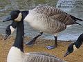 2005-0115geese