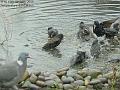 2005-0116starlings