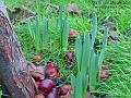 2005-0118dafs