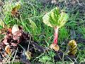 2005-0121rhubarb