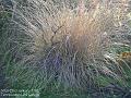 2005-0122grass