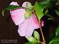 2005-0127camelia
