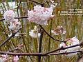 2005-0129LowerMorden
