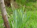 2005-0205daffbuds
