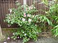 2005-0209camelia