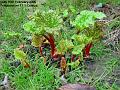 2005-0210rhubarb