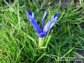 2005-0213crocus
