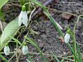 2005-0220snowdrops