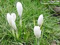 2005-0313crocii