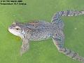 2005-0317frog